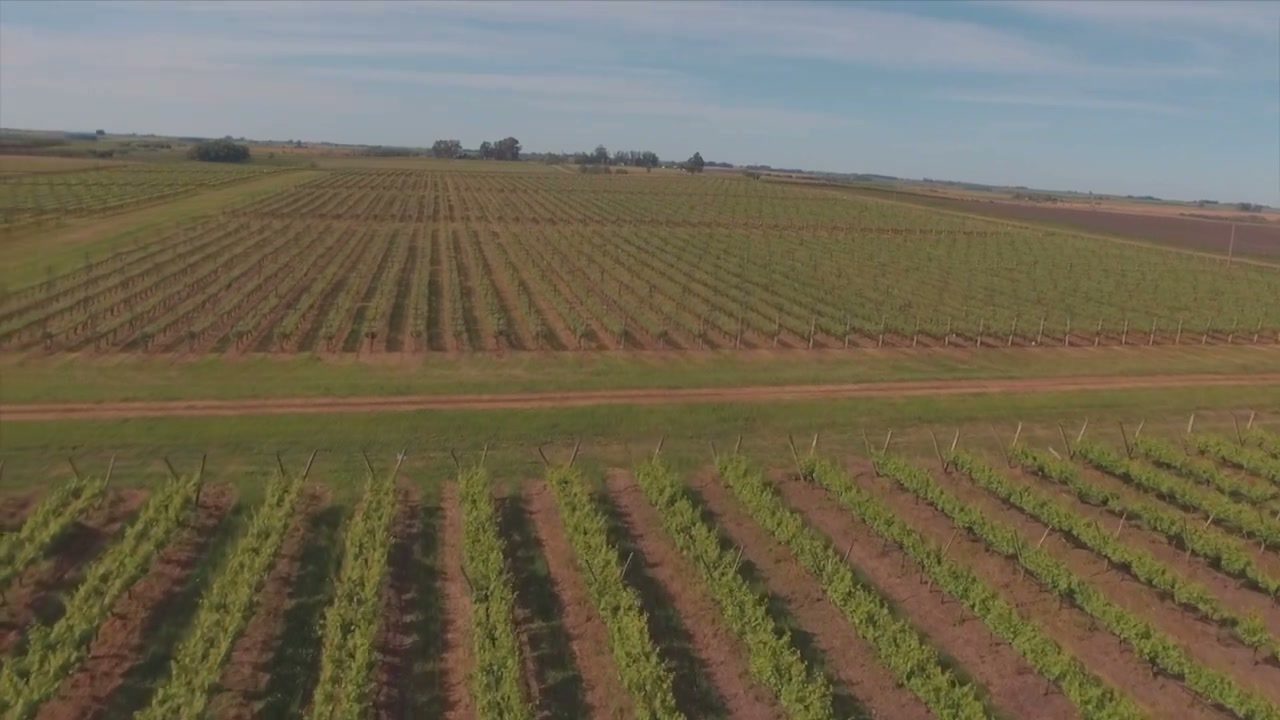 Vista aérea de las hileras del viñedo bajo un cielo despejado